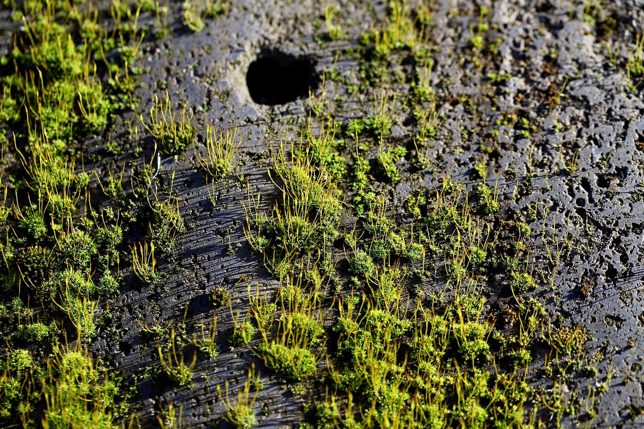Verticale moswand in minimalistische kantoorruimte.
