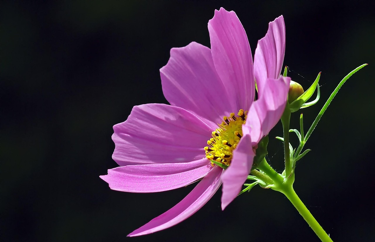 Weelderige bloemen in een smalle zijtuin.