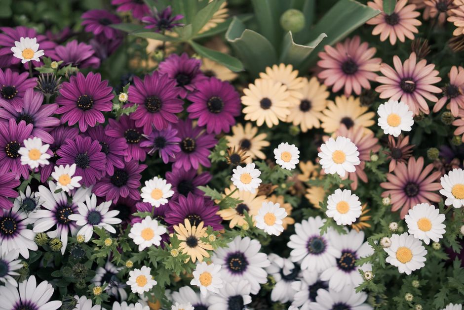 Druppels op kleurrijke zomerbloemen in bloei. Druppels op kleurrijke zomerbloemen in bloei.