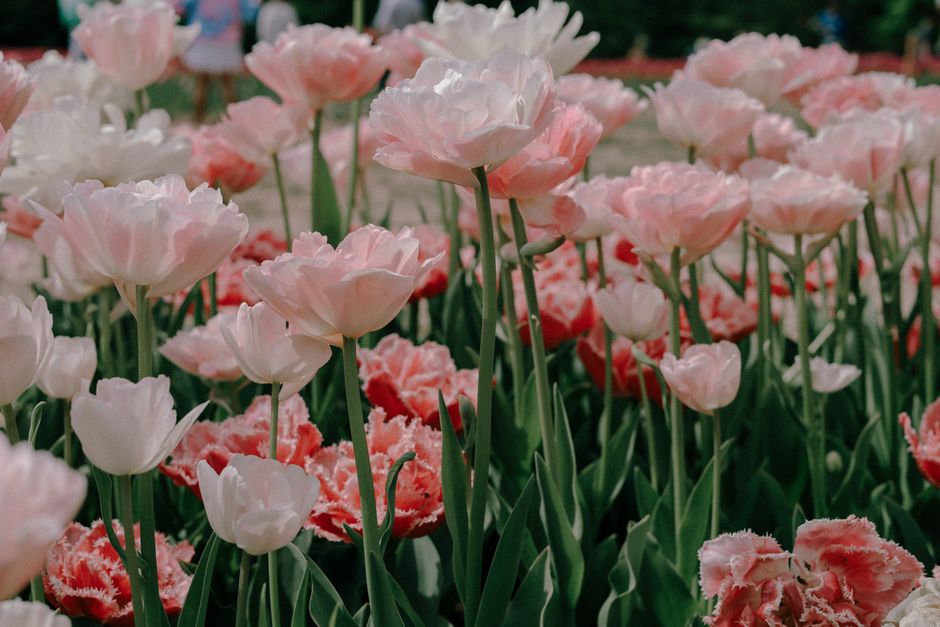 Tuinier plant jonge pioenroos in de grond.